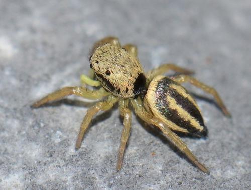 Réf. 191 894 : Heliophanus melinus